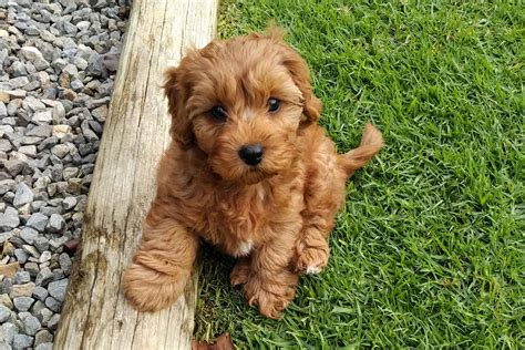 cabapo|Cavapoo